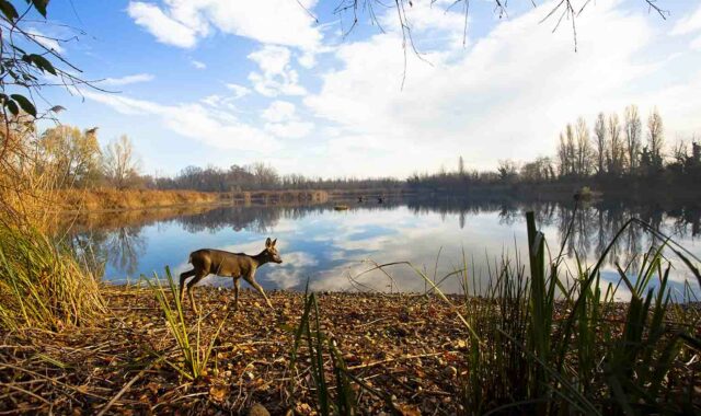 lago bosco wwf vanzago